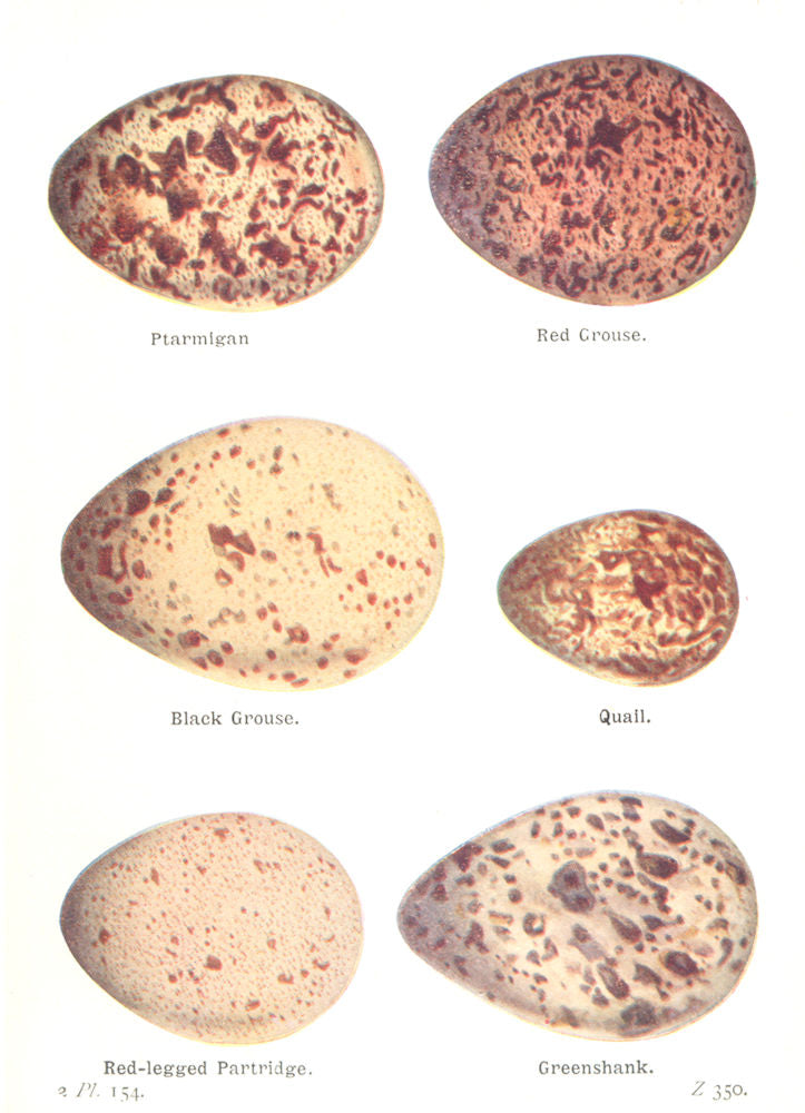 BIRD EGGS.Ptarmigan;Red Grouse;Black;Quail;legged Partridge;Greenshank 1925